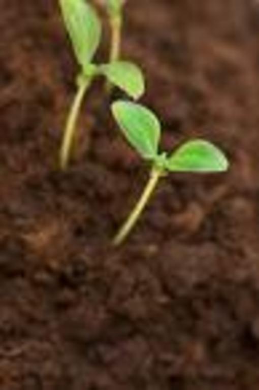 Seedlings_sprouted